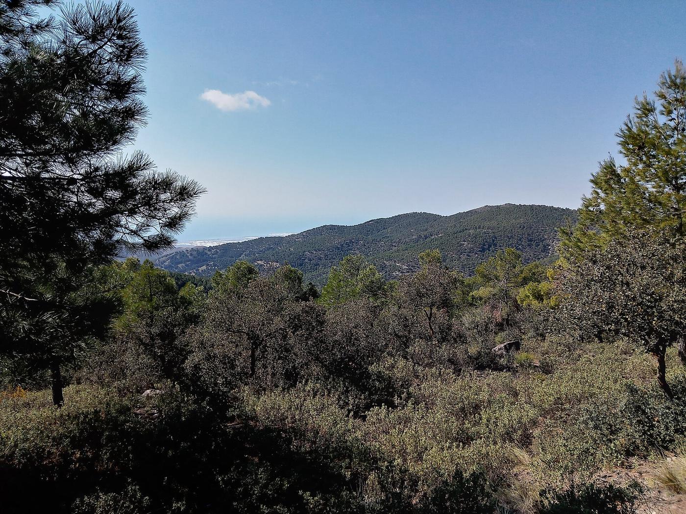 Pine forest and scrubland in the hills of Andalusia overlooking the coast