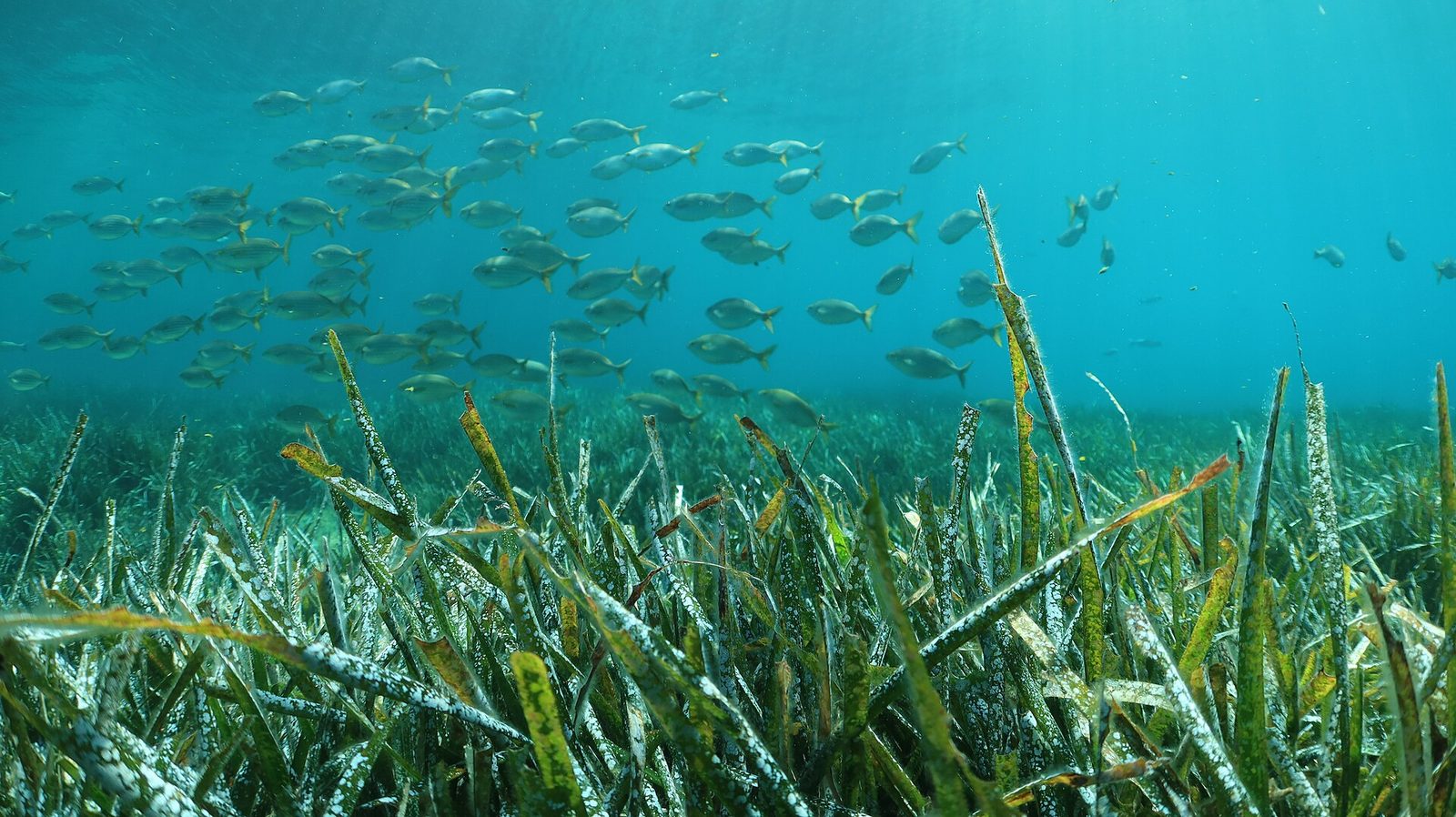 A Posidonia oceanica seagrass meadow with a school of fish, the subject of the Estepona Museo del Mar's new room